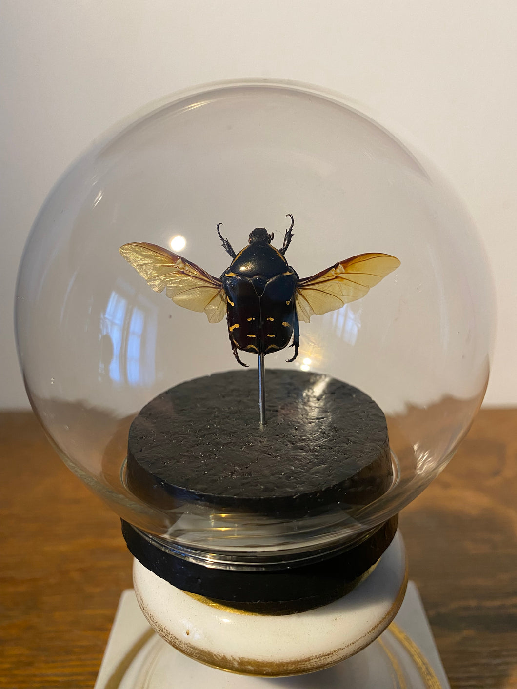 Globe bulle protaetia celebica