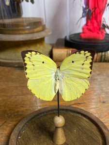 Globe papillon