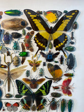 Charger l'image dans la galerie, Cadre aux insectes
