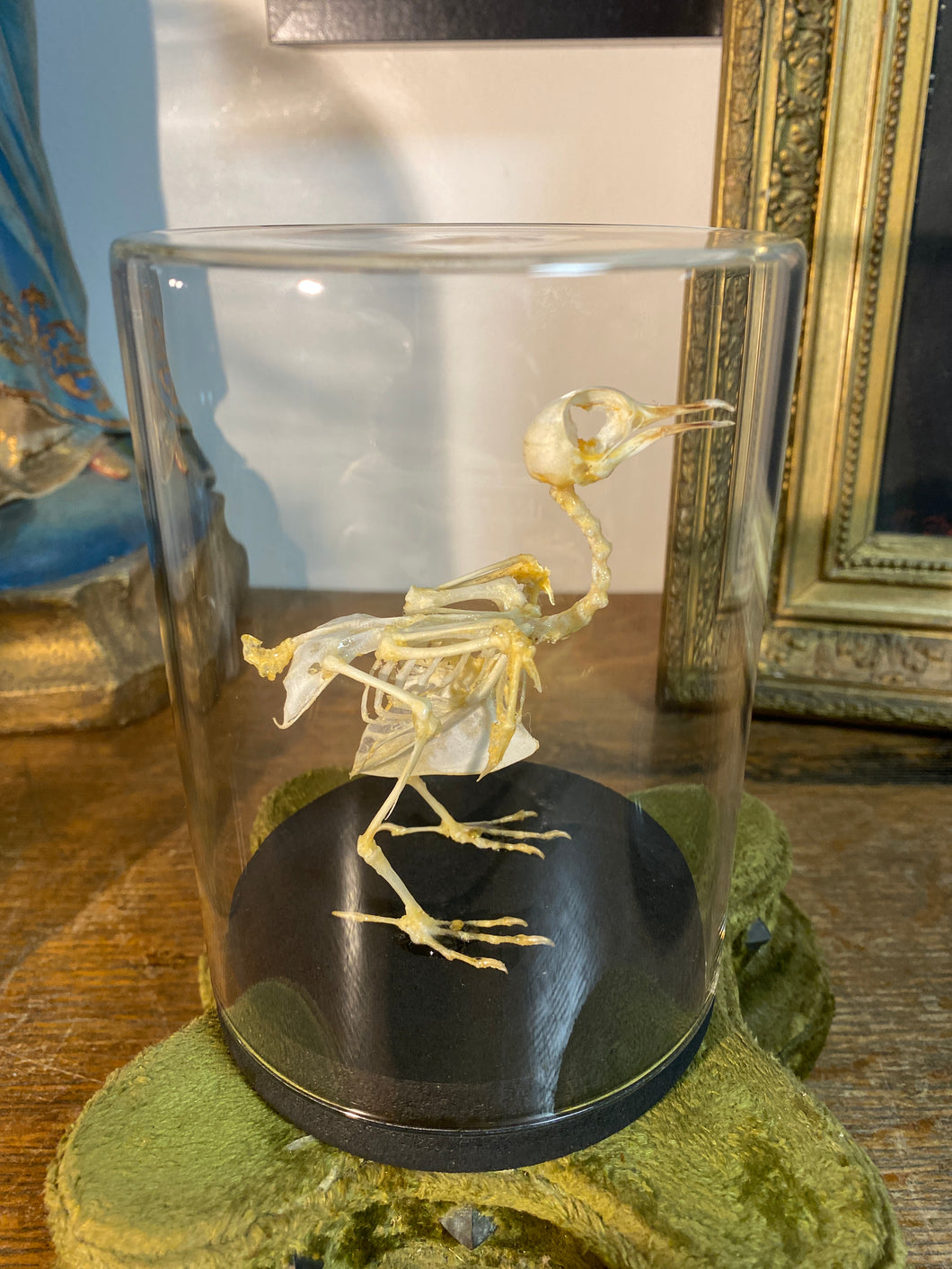 Squelette d’oiseau sous verre