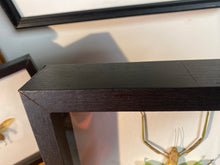 Charger l&#39;image dans la galerie, Cadre phasme géant
