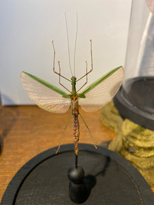 Phasme necroscia sous globe