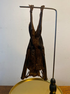 Véritable chauve-souris sous globe en verre grand modèle