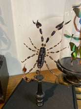 Charger l&#39;image dans la galerie, Eclaté de scorpion sous vitrine
