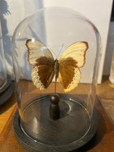 Charger l'image dans la galerie, Globe papillon
