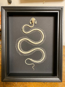 Cadre squelette de serpent