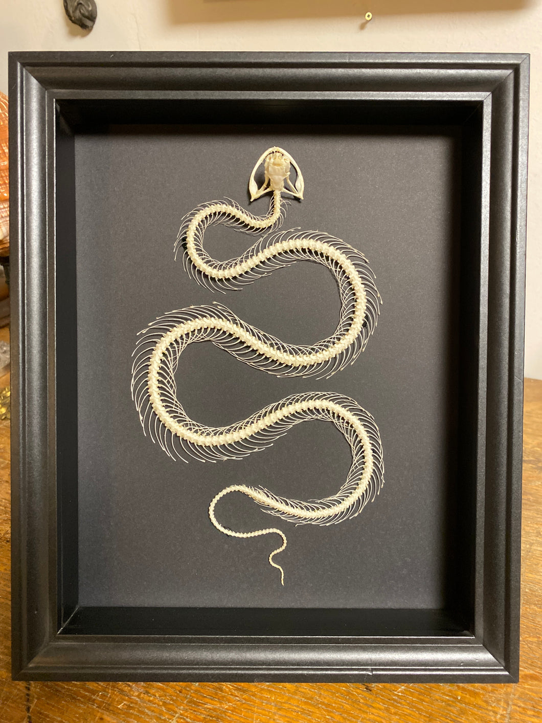 Cadre squelette de serpent