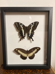 Cadre duo de papillons