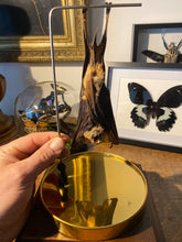 Charger l&#39;image dans la galerie, Véritable chauve-souris hipposideros diadema
