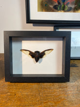 Charger l&#39;image dans la galerie, Cadre cigale
