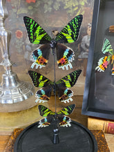 Charger l&#39;image dans la galerie, Globe trio de papillons
