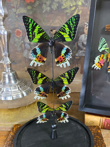 Globe trio de papillons