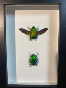 Cadre duo de heterorrhina sexmaculata
