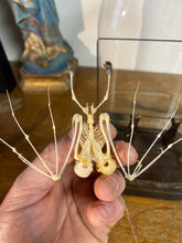 Charger l&#39;image dans la galerie, Chauve-souris en squelette bicéphale et en duo sécher

