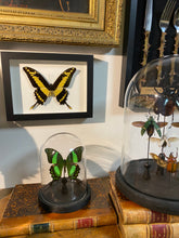Charger l&#39;image dans la galerie, Cadre papillon « papilio thoas cinyas »
