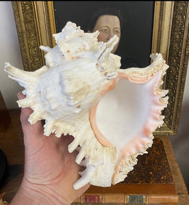 coquillage Murex grand modèle