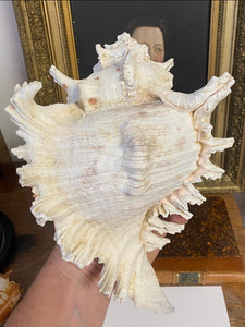 coquillage Murex grand modèle