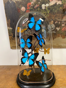 Envolée de papilio Ulysses sous globe Napoleon 3, ENVOI IMPOSSIBLE