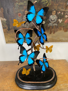 Envolée de papilio Ulysses sous globe Napoleon 3, ENVOI IMPOSSIBLE