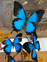 Charger l&#39;image dans la galerie, Envolée de papilio Ulysses sous globe Napoleon 3, ENVOI IMPOSSIBLE
