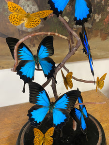 Envolée de papilio Ulysses sous globe Napoleon 3, ENVOI IMPOSSIBLE