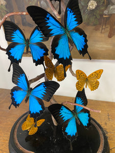 Envolée de papilio Ulysses sous globe Napoleon 3, ENVOI IMPOSSIBLE