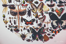 Charger l&#39;image dans la galerie, Cadre vanité aux insectes
