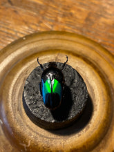 Charger l'image dans la galerie, Mini globe
