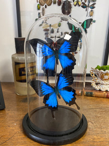 Globe duo de papilio Ulysse