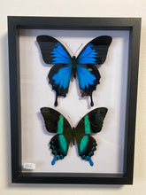 Charger l&#39;image dans la galerie, Cadre de papillons
