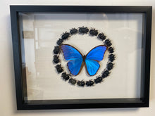 Charger l&#39;image dans la galerie, Cadre morpho didus et son cercle de scarabées
