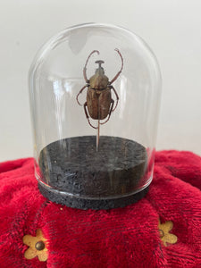 Petit globe mycteristes rhinophyllus