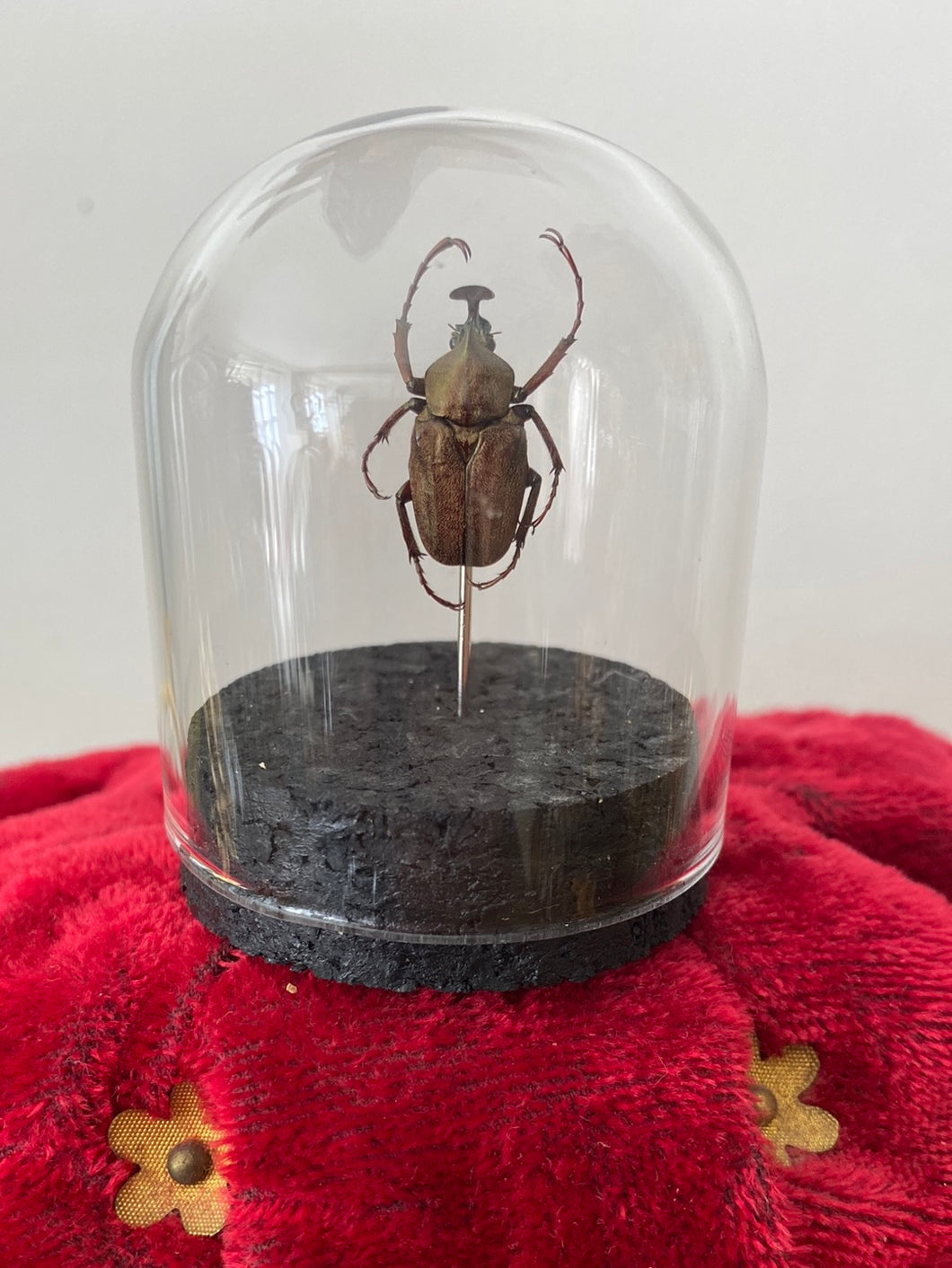 Petit globe mycteristes rhinophyllus