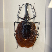Charger l&#39;image dans la galerie, Cadre scarabées « violon »
