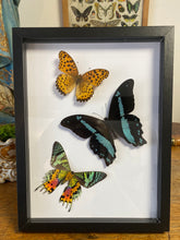 Charger l&#39;image dans la galerie, Cadre trio de papillons
