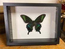 Charger l&#39;image dans la galerie, Cadre papillon « papilio maackii »
