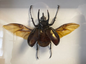 Cadre chalcosoma atlas ailes ouvertes