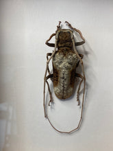 Charger l&#39;image dans la galerie, Cadre scarabée
