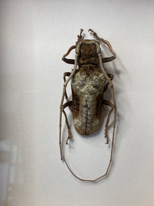 Cadre scarabée