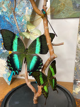 Charger l&#39;image dans la galerie, Cloche papillons, libellule et bois tortueux
