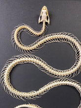 Charger l&#39;image dans la galerie, Cadre squelette de serpent grand modèle
