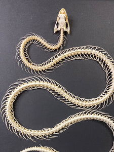 Cadre squelette de serpent grand modèle