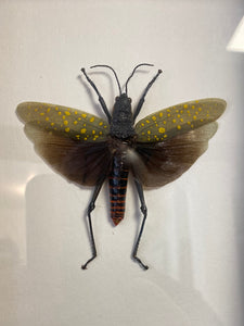 Cadre sauterelle Aularches punctatus