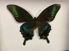 Charger l&#39;image dans la galerie, Cadre papillon « papilio maackii »
