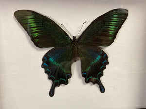 Cadre papillon « papilio maackii »