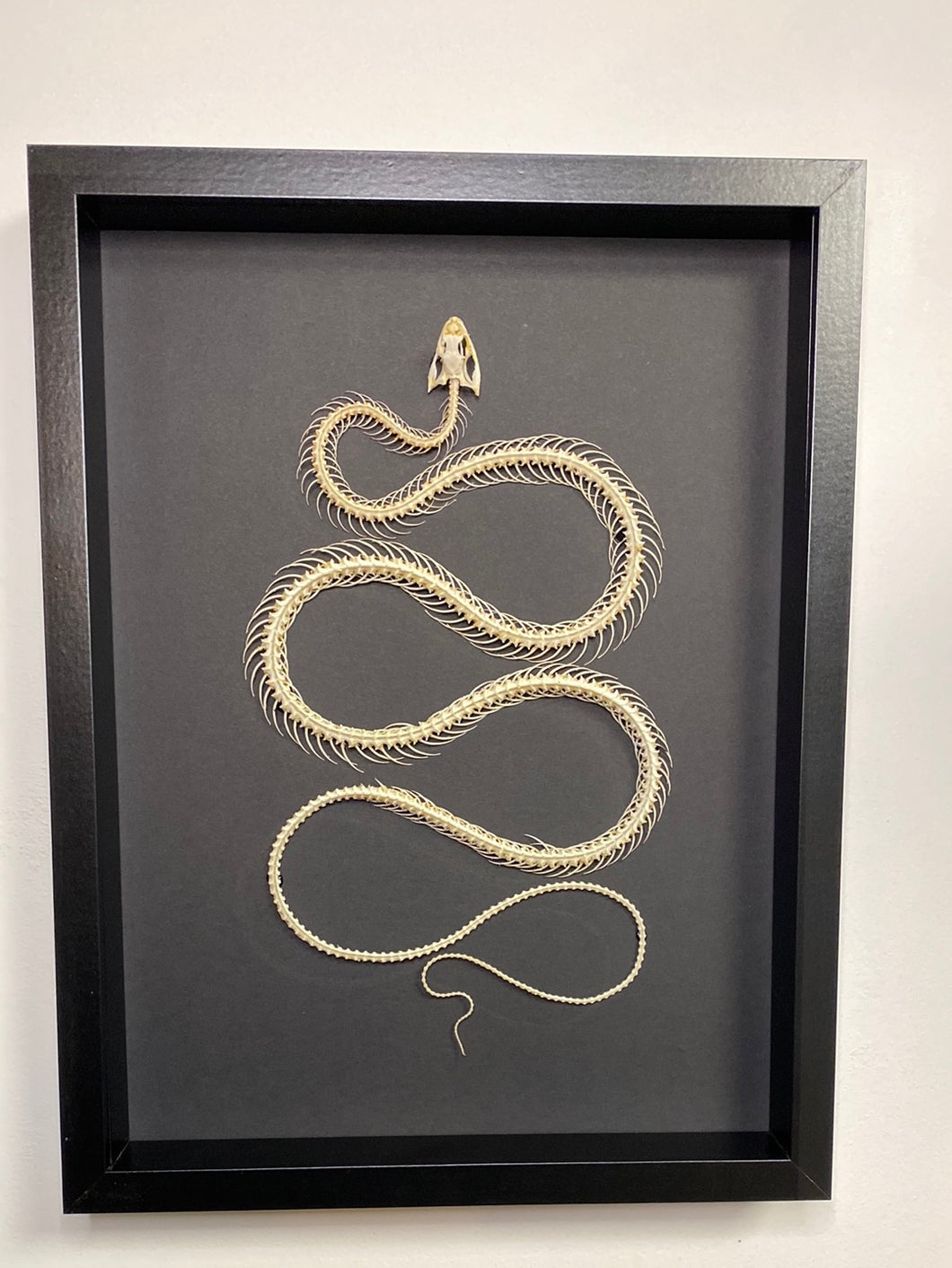 Cadre squelette de serpent grand modèle