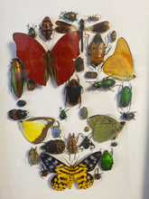 Charger l&#39;image dans la galerie, Cadre tête de mort aux insectes petit modèle
