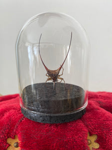 Petit globe gasteracantha arcuata