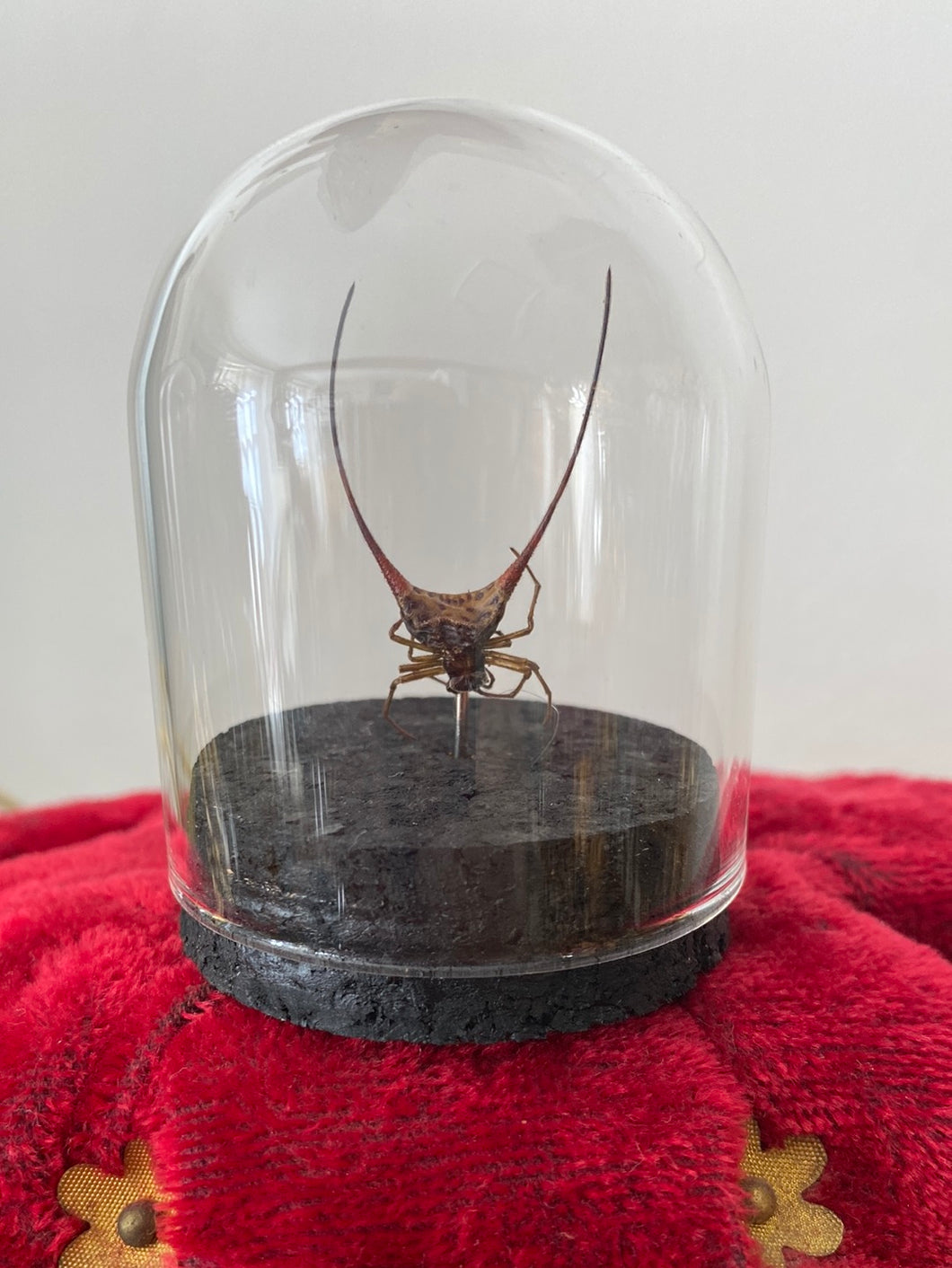 Petit globe gasteracantha arcuata