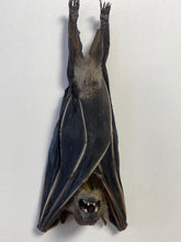 Charger l&#39;image dans la galerie, Cadre chauve souris
